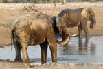 Eléphants à unpoint d’eau , Etosha