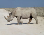 Rhinocéros, parc national d’Etosha