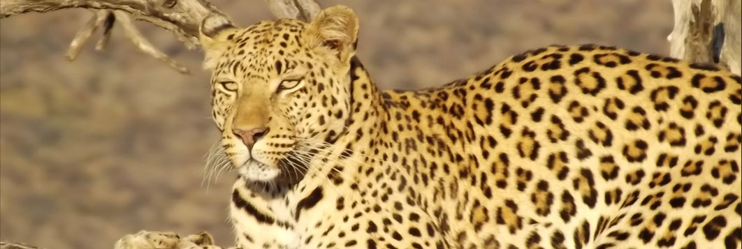 Léopard – Safari guidé Namibie