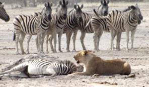 Lion kill - zebra