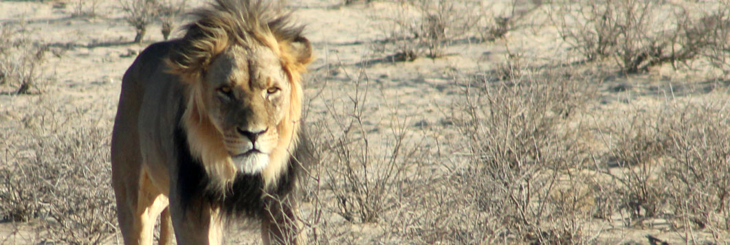 Lion, Namibie