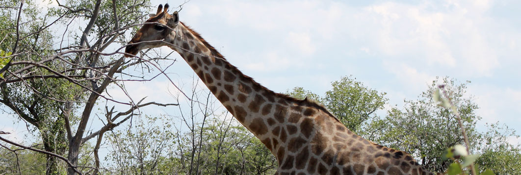 Giraffe on wildlife safari