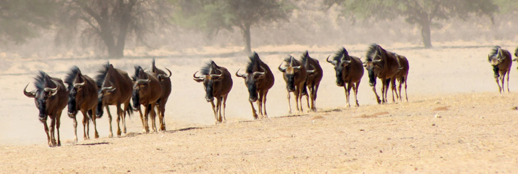 Wildebeest, Kgalagadi Transfrontier Park, southern Africa.